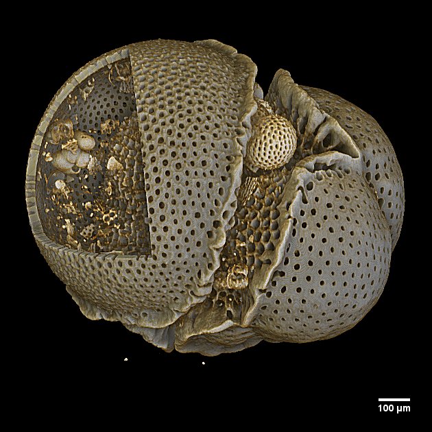 Foraminifera mikrofosília